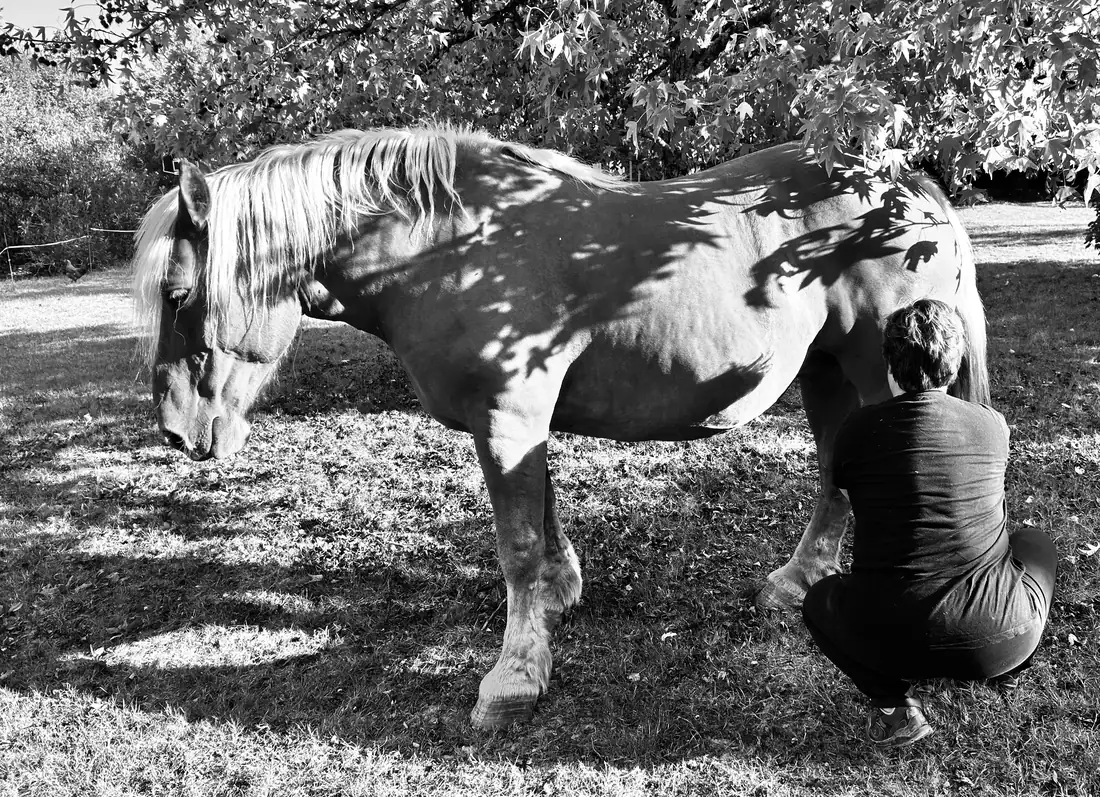 Anne Boutillon accroupie, la main posée sur le flanc d'un cheval isabelle, à l'ombre d'un arbre